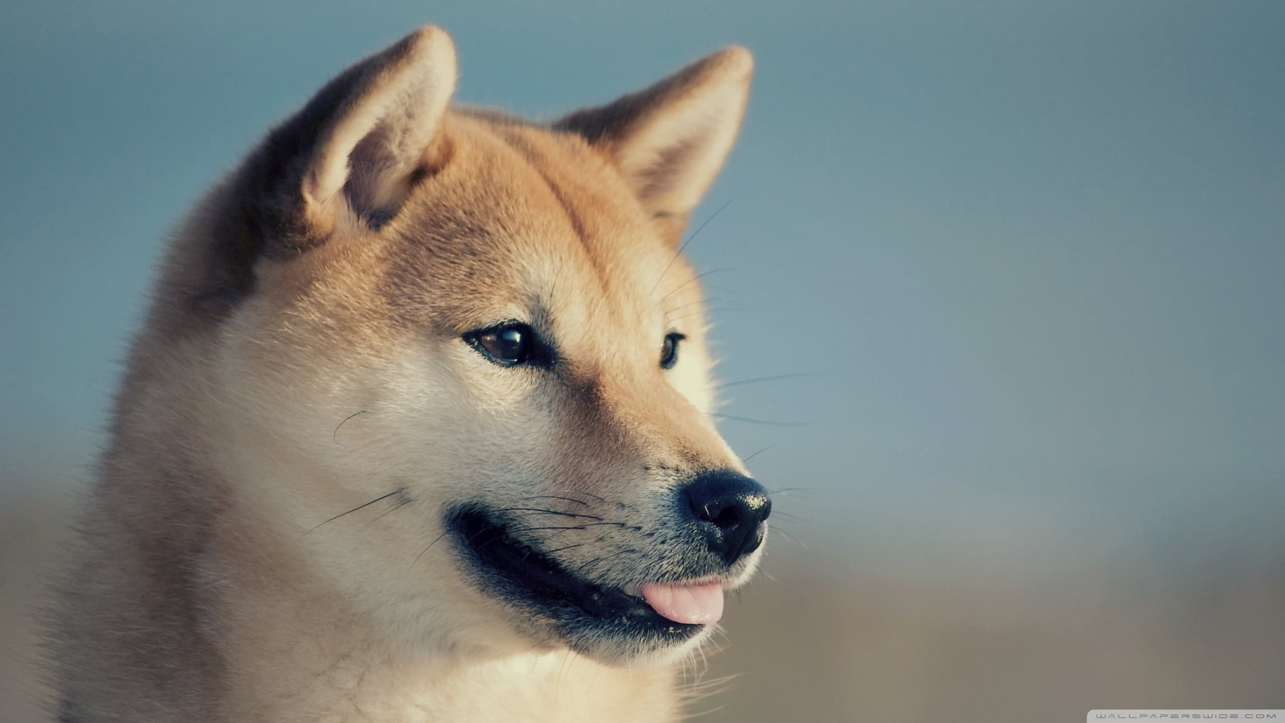 Profile cover pic