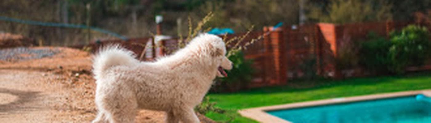 Cover pic