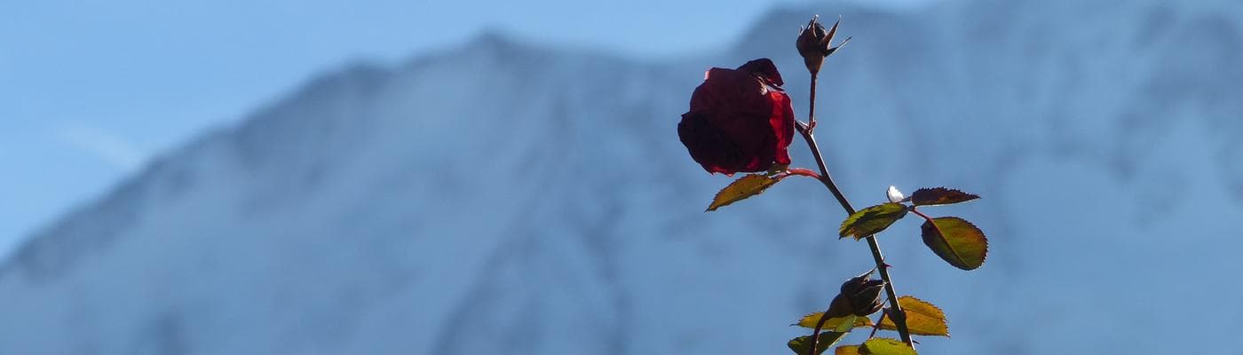 Cover pic