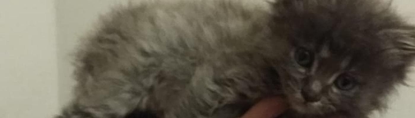 Cover pic